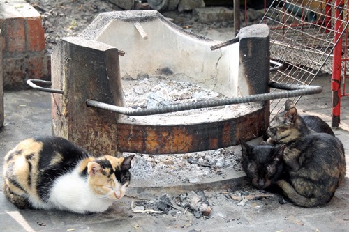 炭火で暖をとる猫（ルアンパバーン・ラオス）
