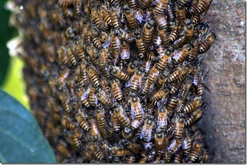 蜂の大群
