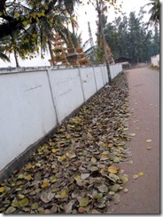 ビエンチャン市内の枯れ葉