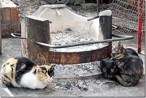 ルアンパバーンの猫