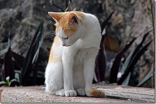 ルアンパバーンの猫
