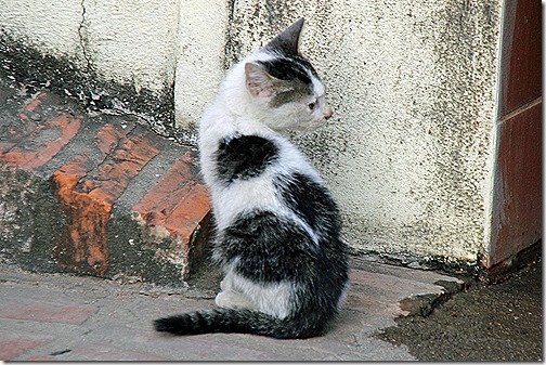 ルアンパバーンの猫