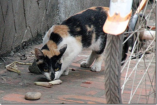 ルアンパバーンの猫